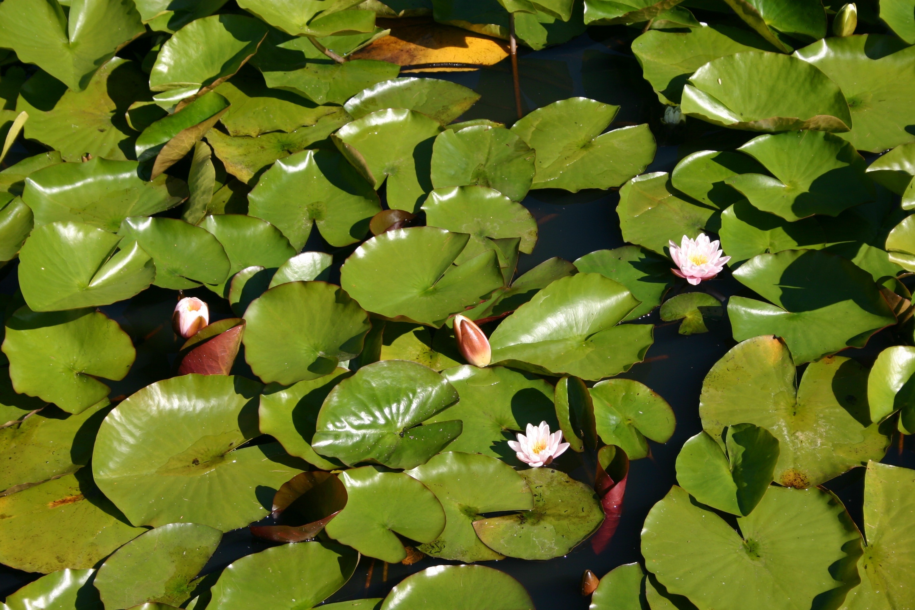 lily pad download